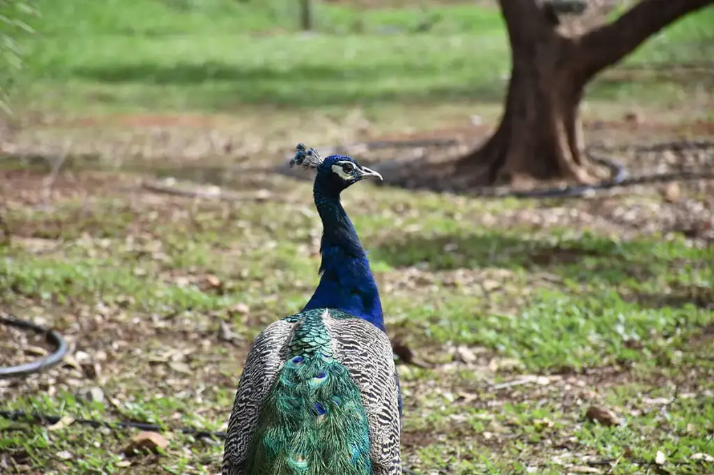 [Aviario_Tour] Tour guiado por el Aviario (Gratis)