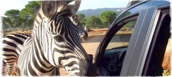 [Meet_Animals] Meet & Greet con animales (Gratis)