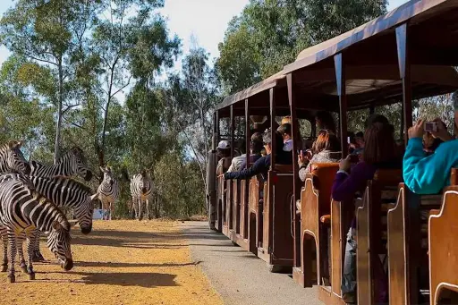 [Tren_15] Tren Safari - Paseo en Tren Neumático – 15:30