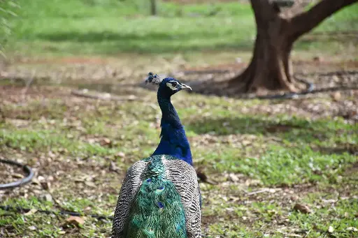 [Aviario_Tour] Tour guiado por el Aviario (Gratis)