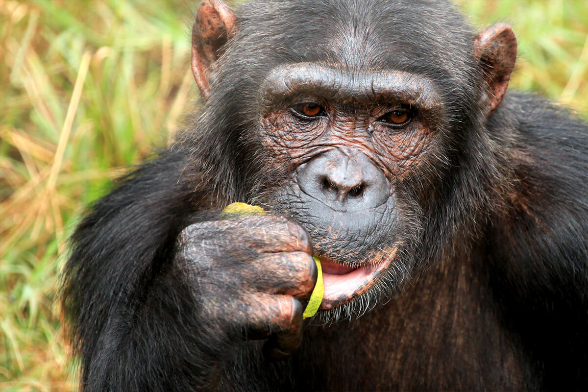 CHIMPANCÉ, La Reserva Del Castillo De Las Guardias