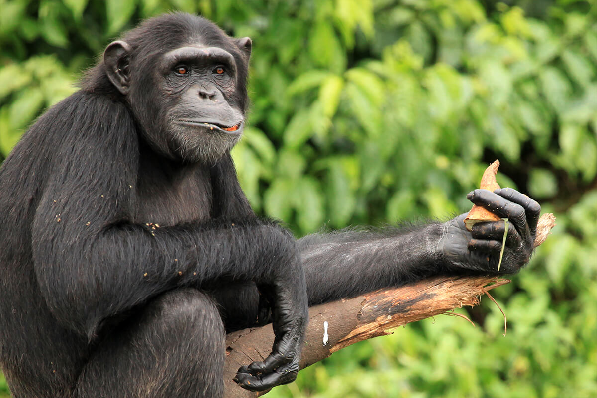 CHIMPANCÉ, La Reserva Del Castillo De Las Guardias