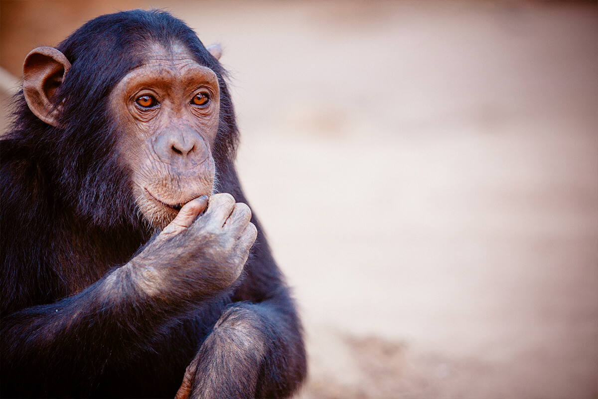 CHIMPANCÉ, La Reserva Del Castillo De Las Guardias