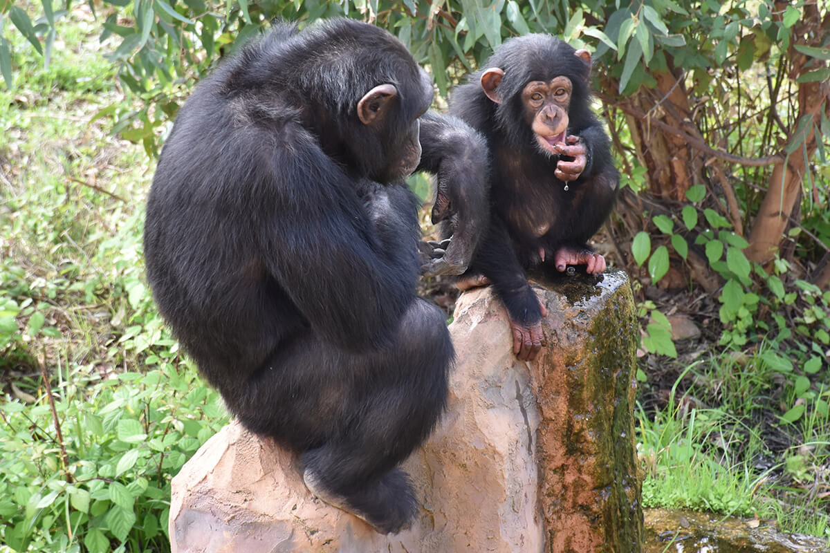 CHIMPANCÉ, La Reserva Del Castillo De Las Guardias