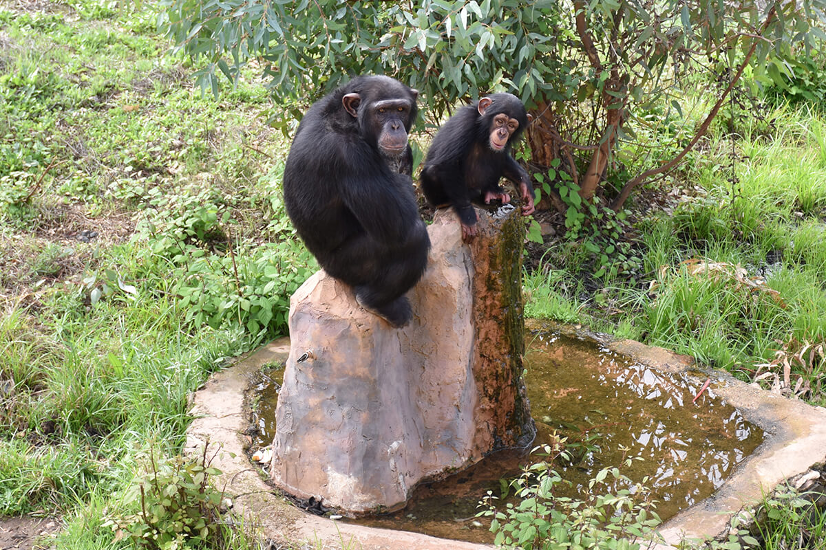 CHIMPANCÉ, La Reserva Del Castillo De Las Guardias