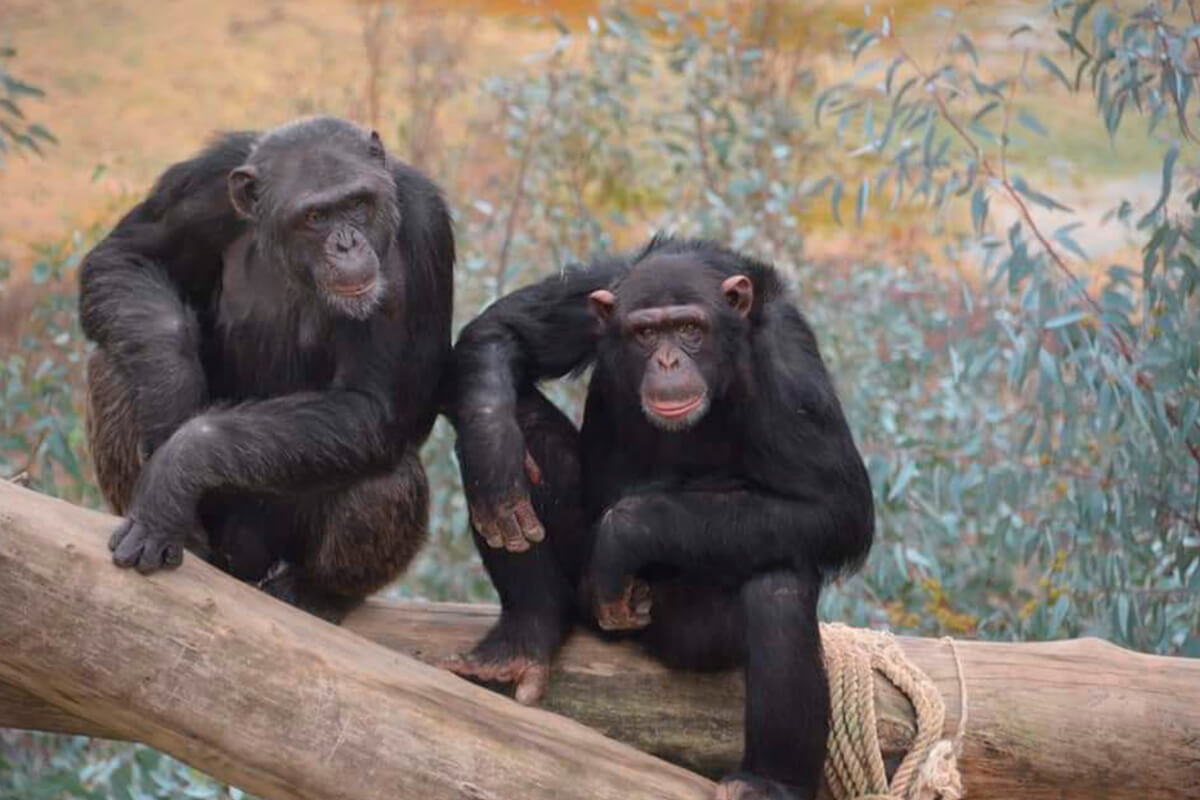 CHIMPANCÉ, La Reserva Del Castillo De Las Guardias