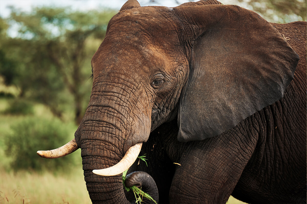 ELEFANTE AFRICANO, La Reserva Del Castillo De Las Guardias