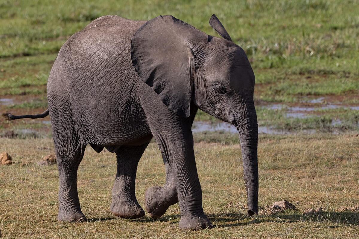 ELEFANTE AFRICANO, La Reserva Del Castillo De Las Guardias