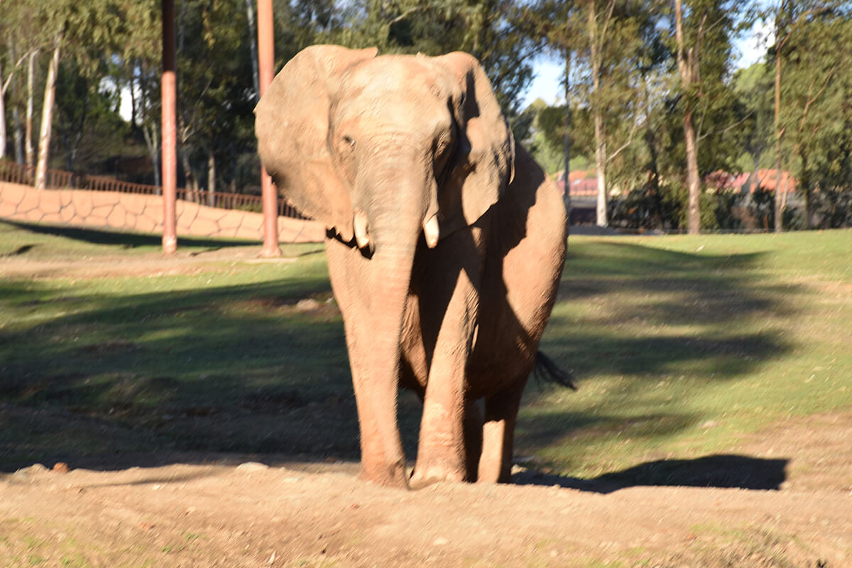 ELEFANTE AFRICANO, La Reserva Del Castillo De Las Guardias