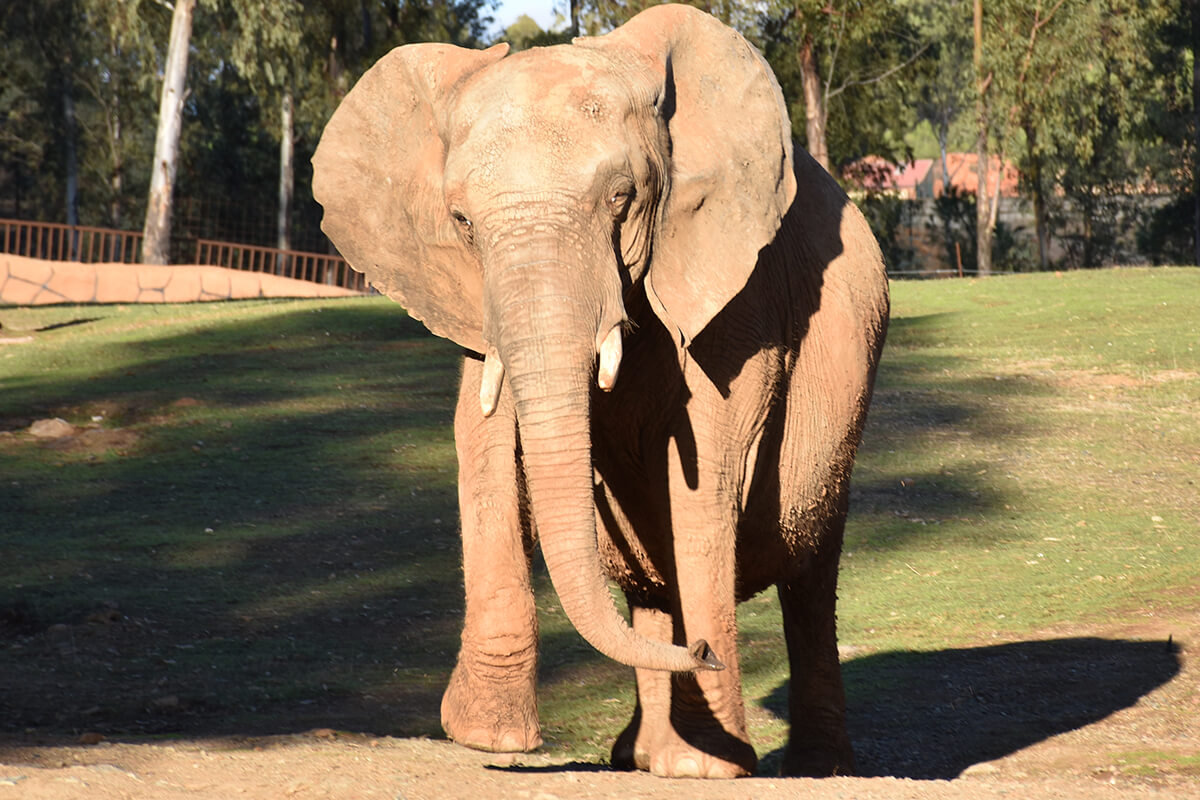 ELEFANTE AFRICANO, La Reserva Del Castillo De Las Guardias