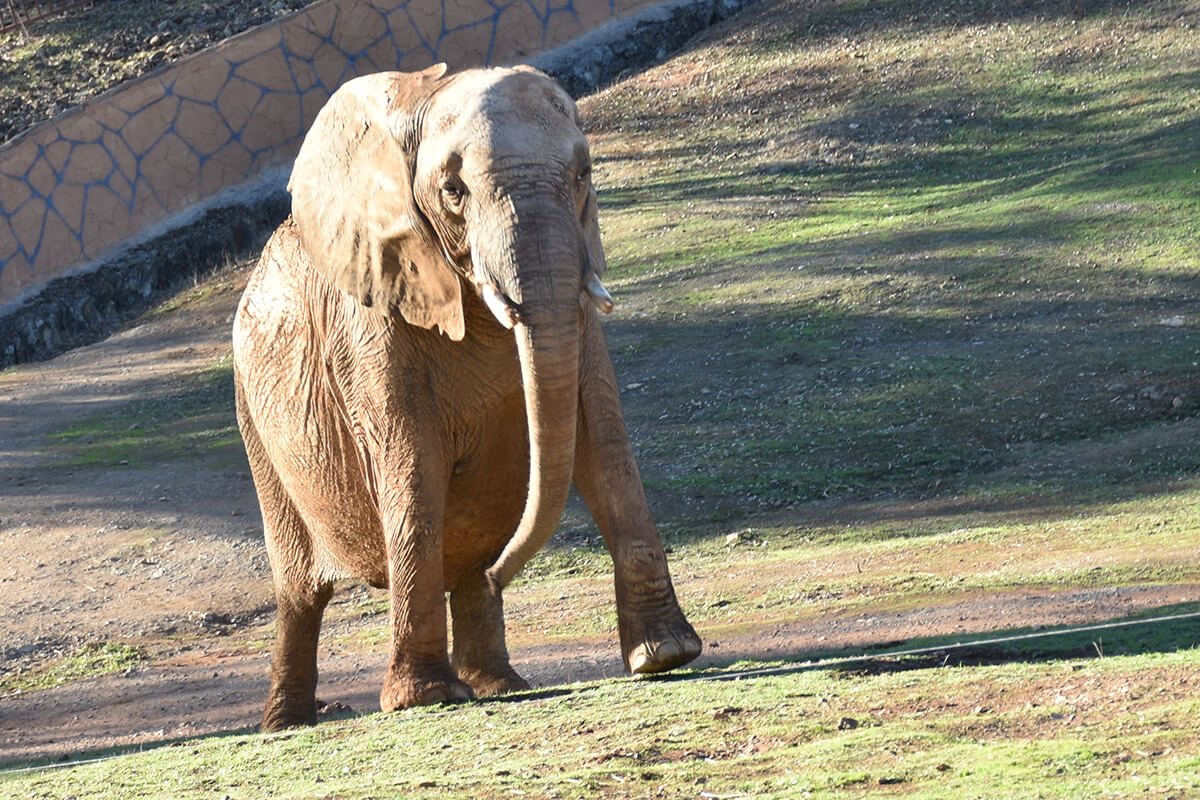 ELEFANTE AFRICANO, La Reserva Del Castillo De Las Guardias