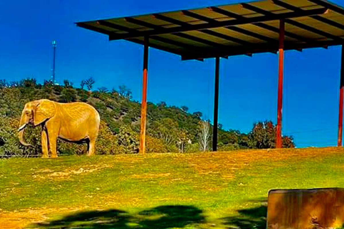 ELEFANTE AFRICANO, La Reserva Del Castillo De Las Guardias