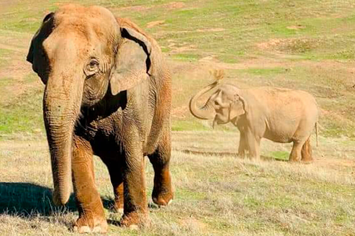 ELEFANTE ASIÁTICO, La Reserva Del Castillo De Las Guardias