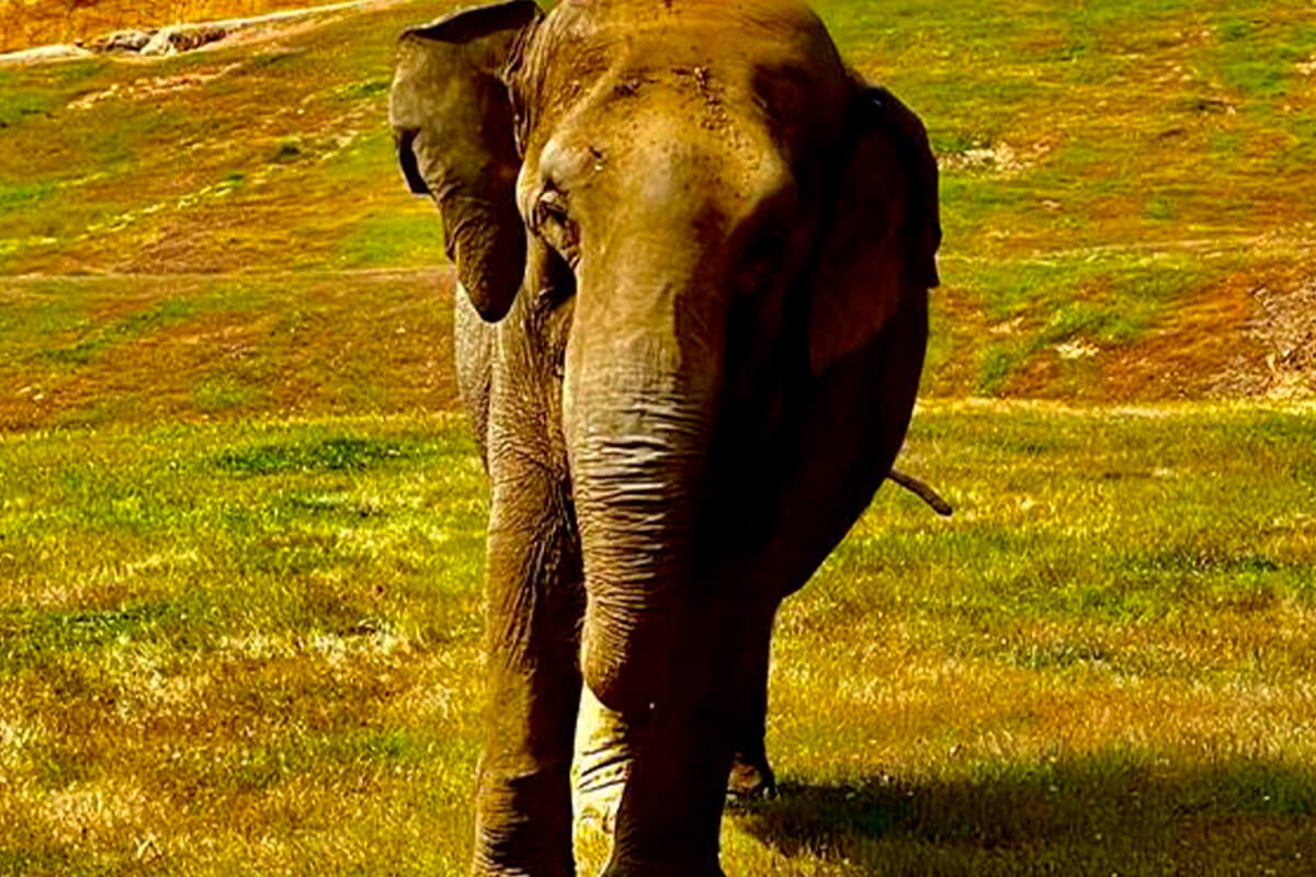 ELEFANTE ASIÁTICO, La Reserva Del Castillo De Las Guardias