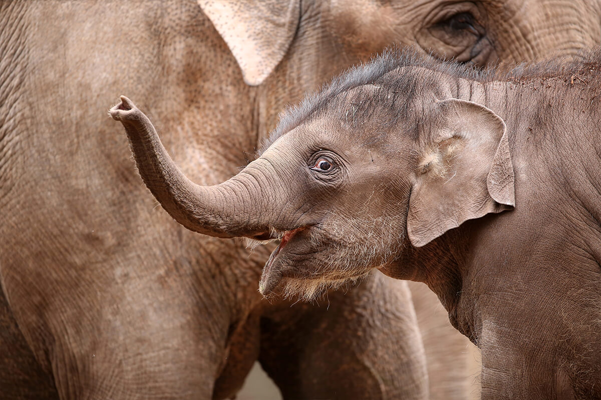 ELEFANTE ASIÁTICO, La Reserva Del Castillo De Las Guardias