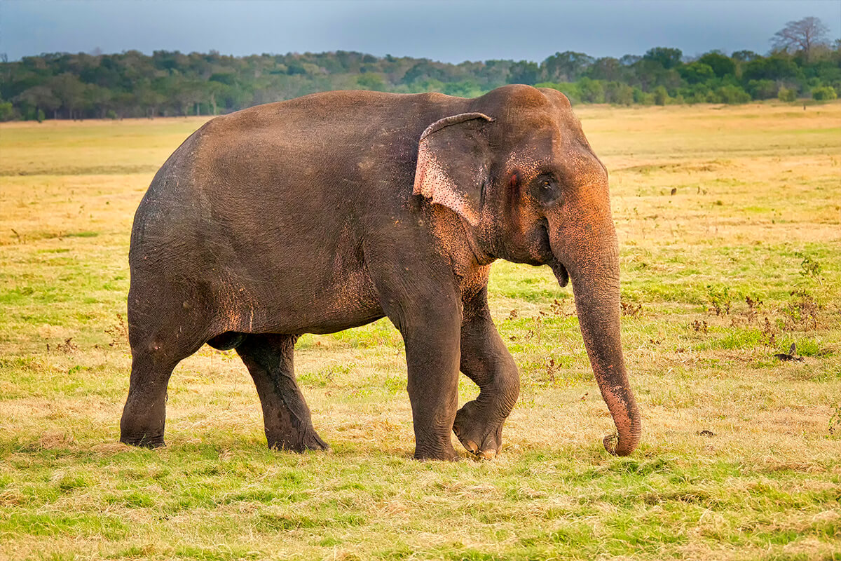 ELEFANTE ASIÁTICO, La Reserva Del Castillo De Las Guardias