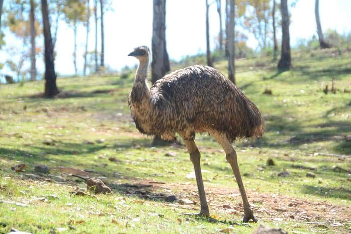 Emú, La Reserva Del Castillo De Las Guardias