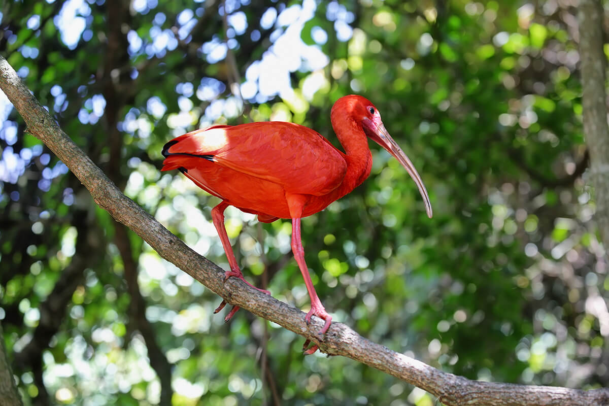 Ibis Escarlata, La Reserva Del Castillo De Las Guardias