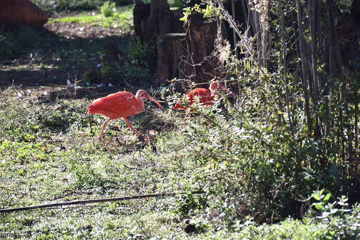 Ibis Escarlata, La Reserva Del Castillo De Las Guardias