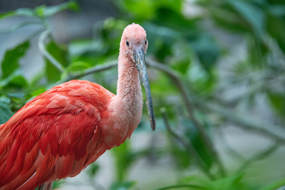 Ibis Escarlata, La Reserva Del Castillo De Las Guardias