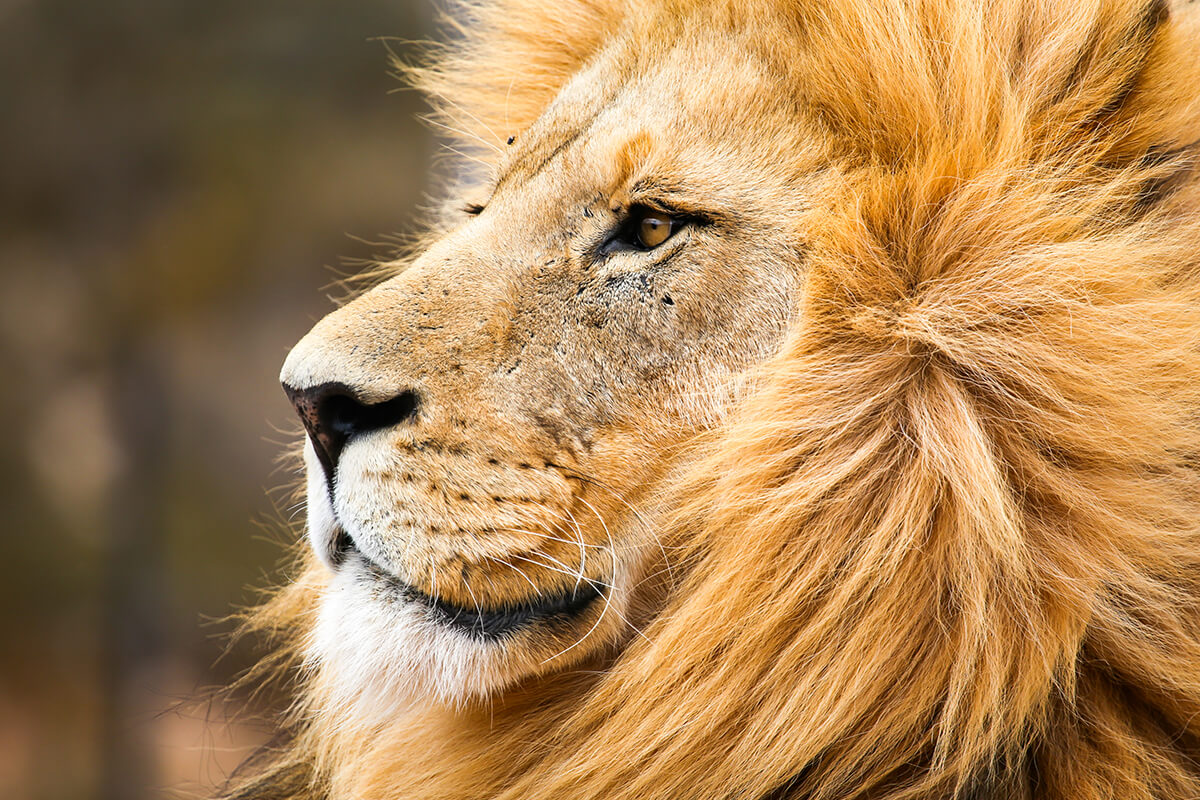 LEÓN AFRICANO, La Reserva Del Castillo De Las Guardias