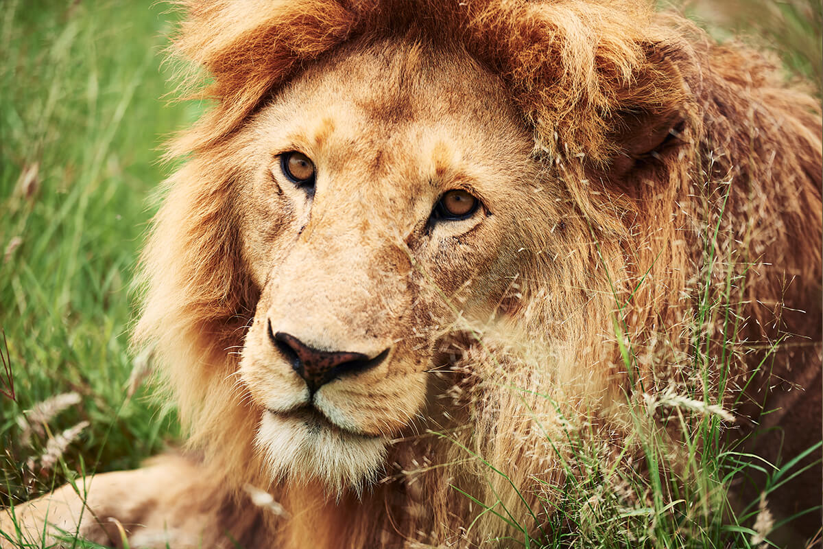 LEÓN AFRICANO, La Reserva Del Castillo De Las Guardias