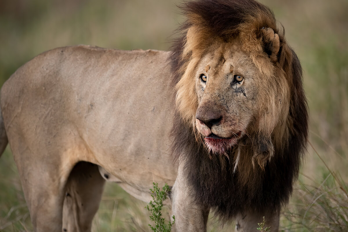 LEÓN AFRICANO, La Reserva Del Castillo De Las Guardias