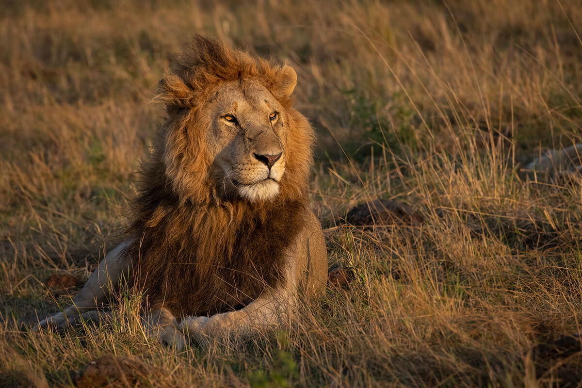 LEÓN AFRICANO, La Reserva Del Castillo De Las Guardias