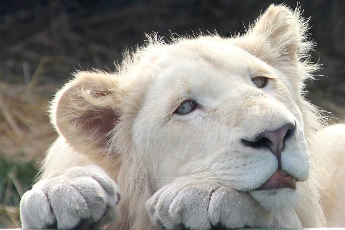 LEÓN BLANCO, La Reserva Del Castillo De Las Guardias