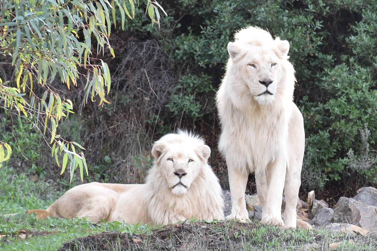 LEÓN BLANCO, La Reserva Del Castillo De Las Guardias