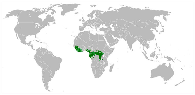 MAPA DISTRIBUCION CHIMPANCÉ, La Reserva Del Castillo De Las Guardias