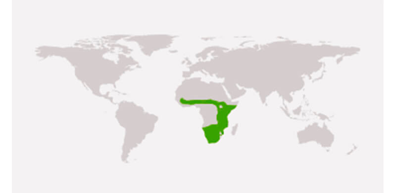 MAPA DISTRIBUCIÓN RINOCERONTE, La Reserva Del Castillo De Las Guardias