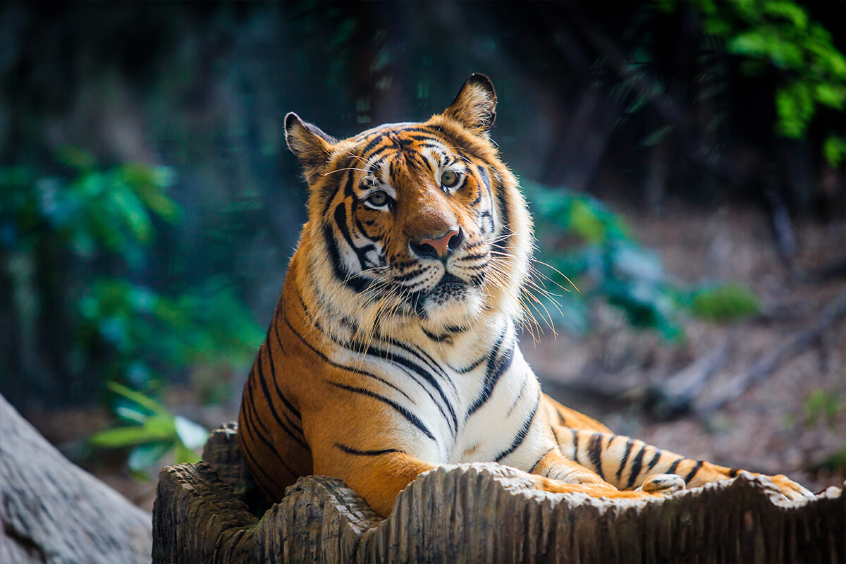 TIGRE DE BENGALA, La Reserva Del Castillo De Las Guardias