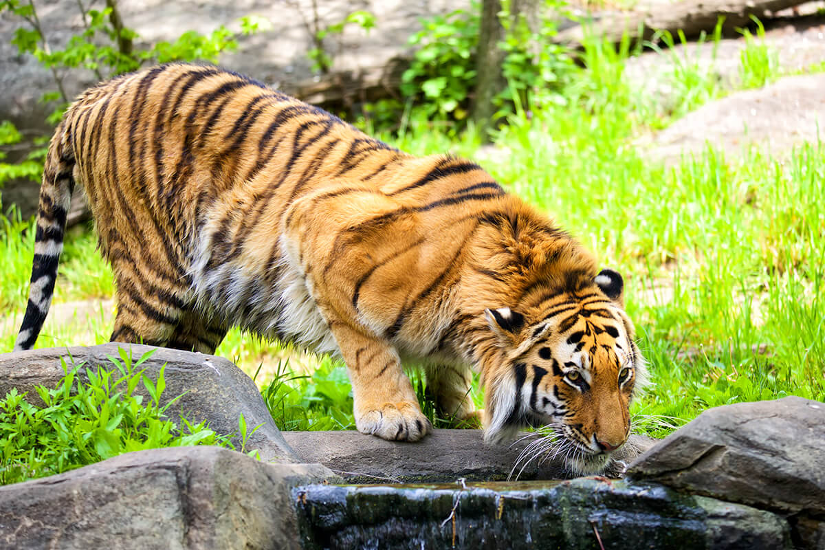 TIGRE DE BENGALA, La Reserva Del Castillo De Las Guardias