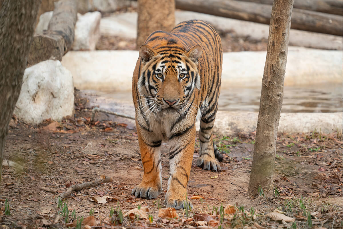 TIGRE DE BENGALA, La Reserva Del Castillo De Las Guardias