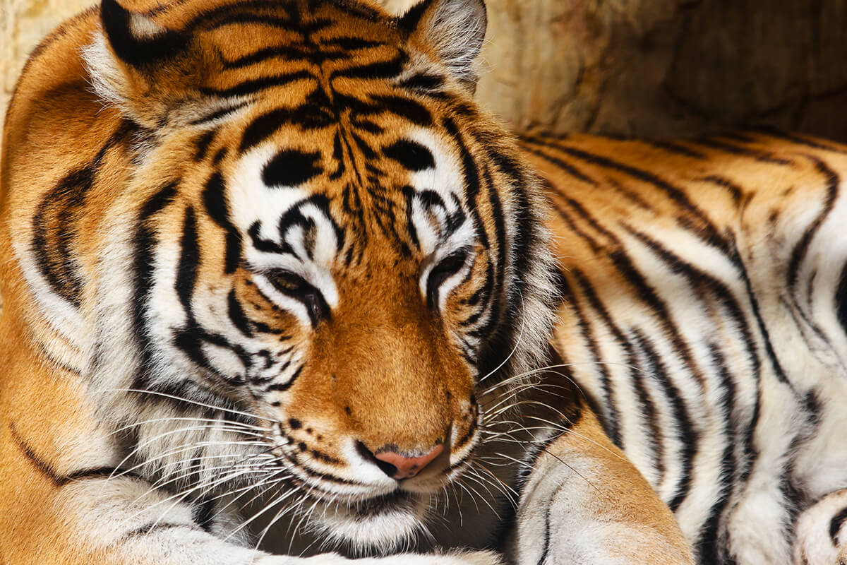 TIGRE DE BENGALA, La Reserva Del Castillo De Las Guardias