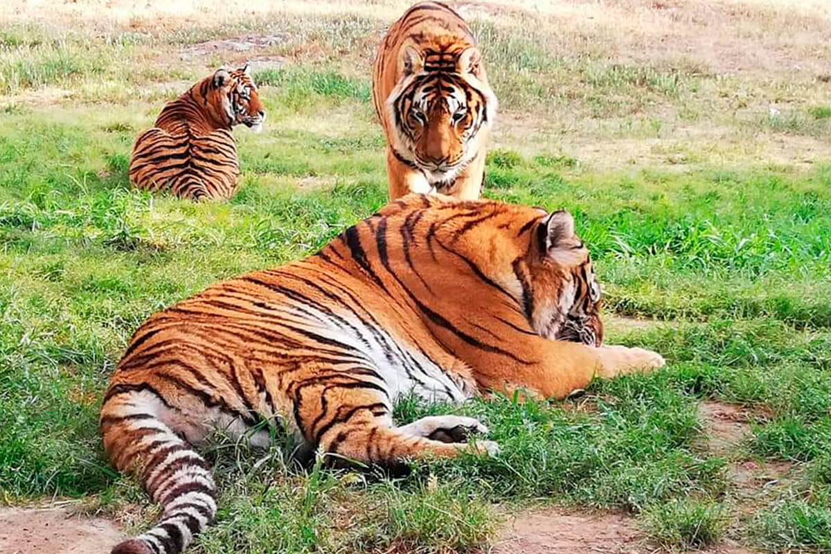 TIGRE DE BENGALA, La Reserva Del Castillo De Las Guardias