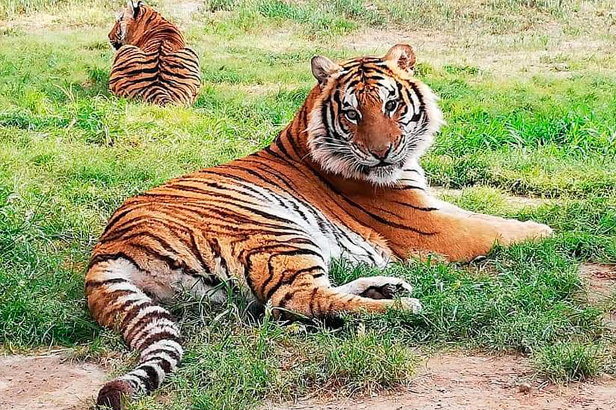 TIGRE DE BENGALA, La Reserva Del Castillo De Las Guardias