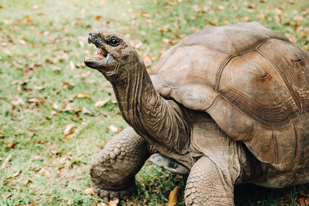 TORTUGA DE ESPOLONES AFRICANA, La Reserva Del Castillo De Las Guardias