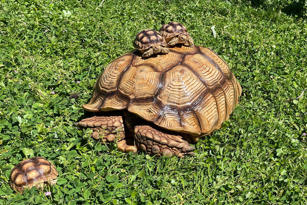 TORTUGA DE ESPOLONES AFRICANA, La Reserva Del Castillo De Las Guardias