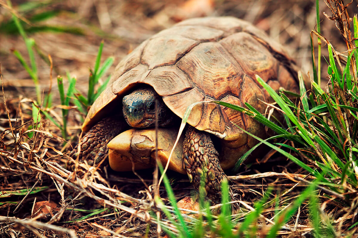TORTUGA DE ESPOLONES AFRICANA, La Reserva Del Castillo De Las Guardias