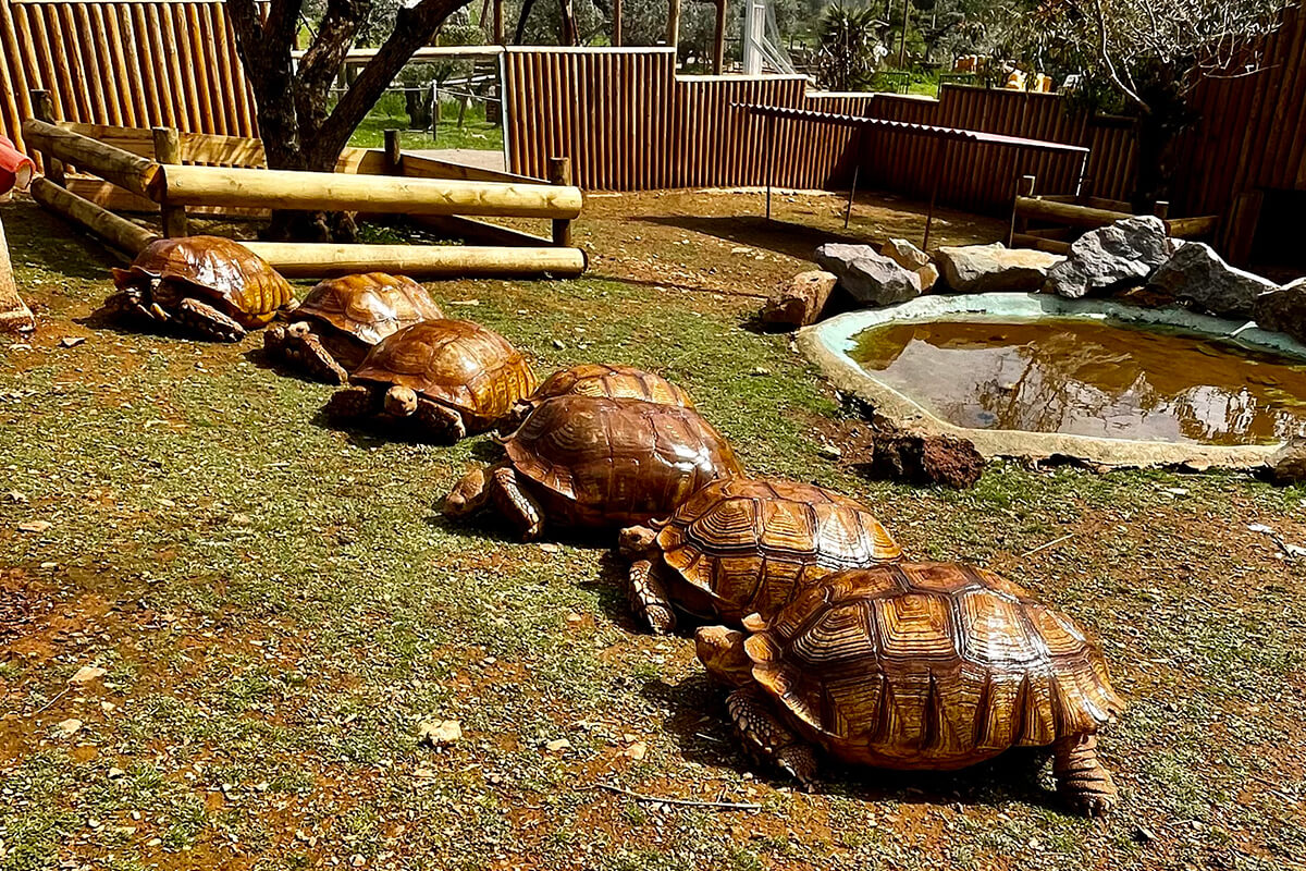 TORTUGA DE ESPOLONES AFRICANA, La Reserva Del Castillo De Las Guardias