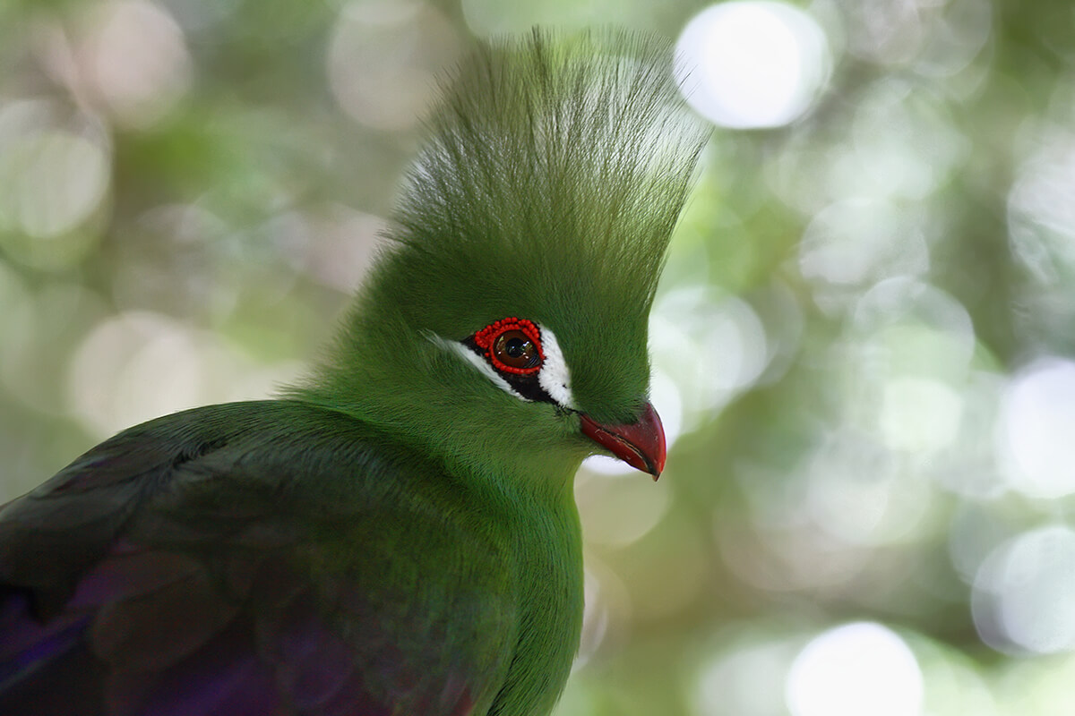 Turaco, La Reserva Del Castillo De Las Guardias