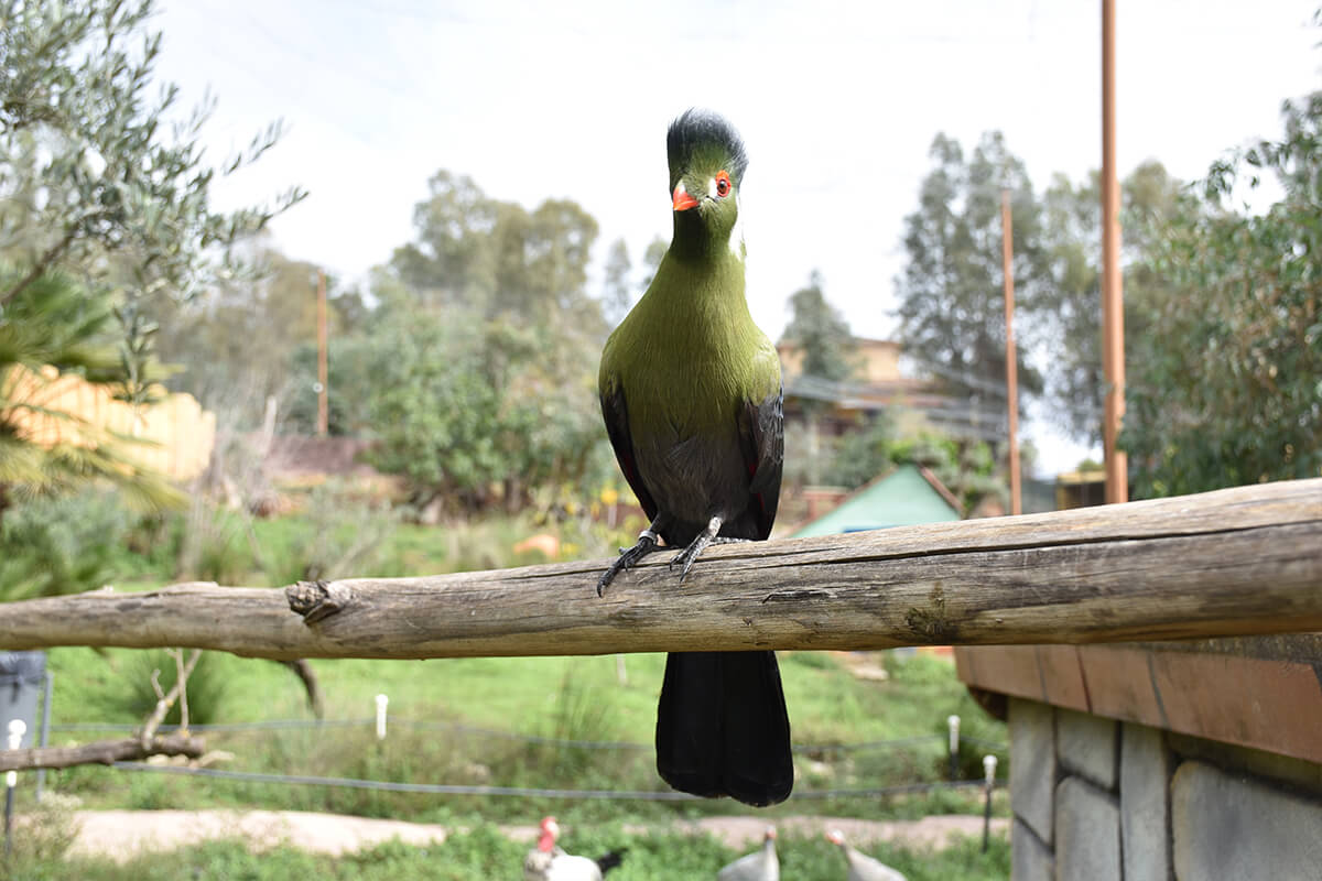 Turaco, La Reserva Del Castillo De Las Guardias