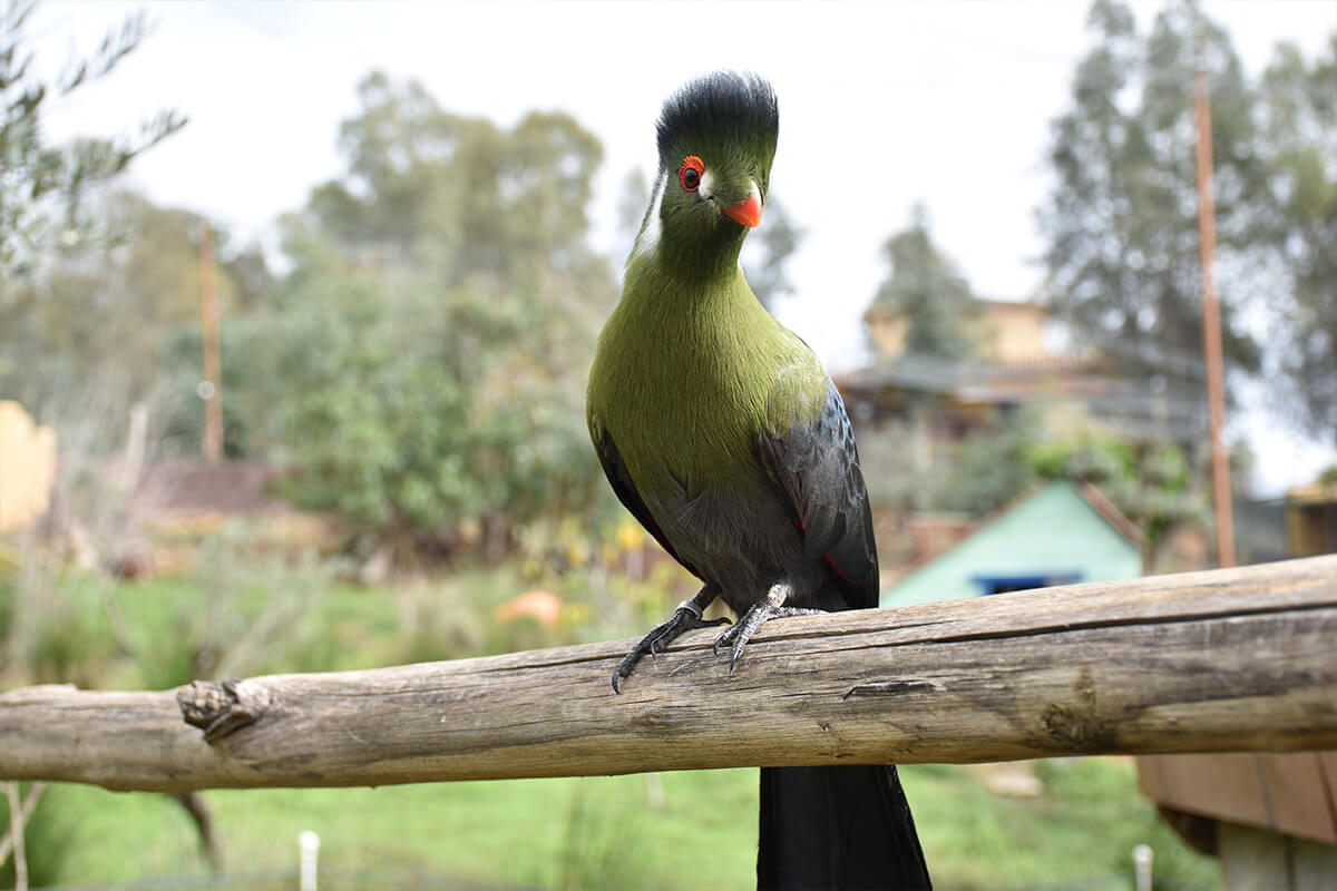 Turaco, La Reserva Del Castillo De Las Guardias